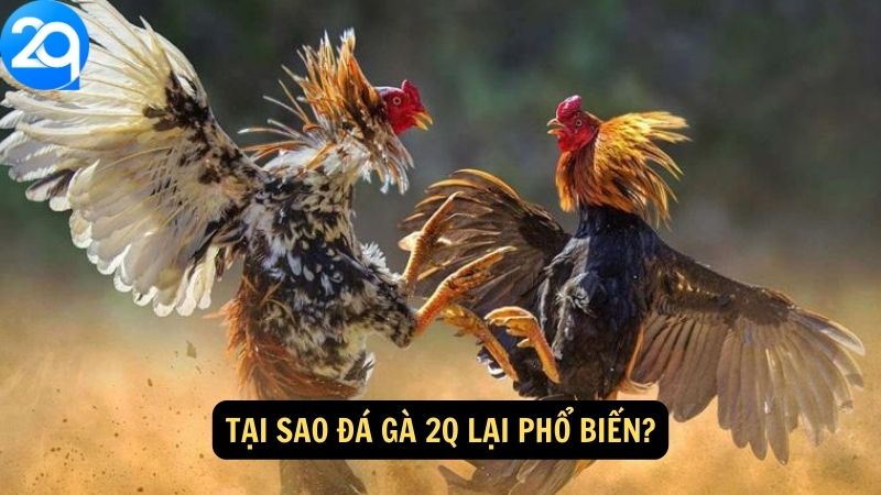 Tại sao Đá Gà 2q lại phổ biến?