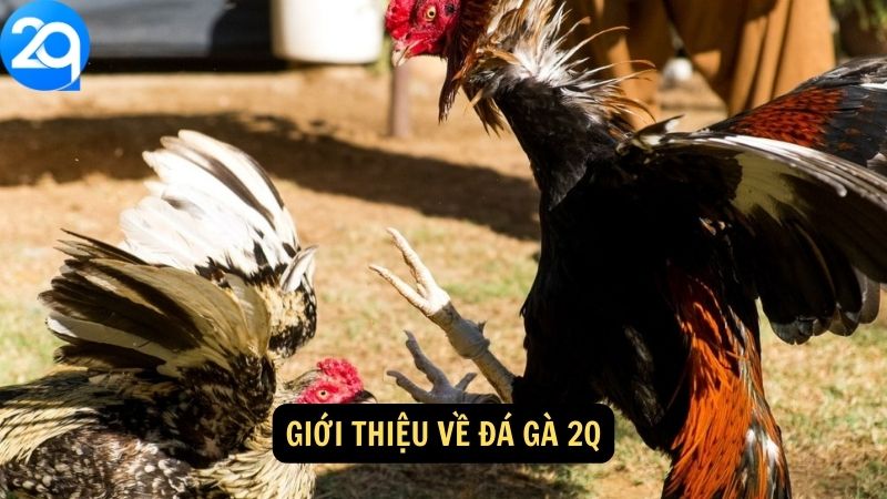Giới thiệu về Đá Gà 2q