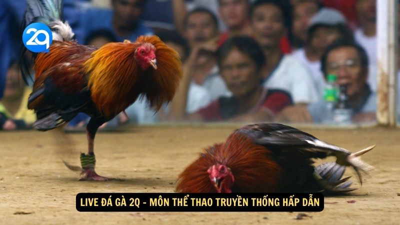 Live đá gà 2q - Môn Thể Thao Truyền Thống Hấp Dẫn