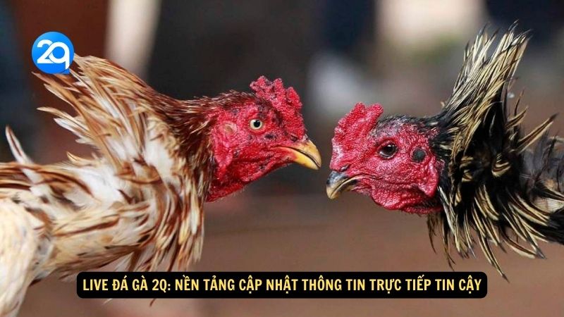 Live Đá Gà 2q: Nền Tảng Cập Nhật Thông Tin Trực Tiếp Tin Cậy