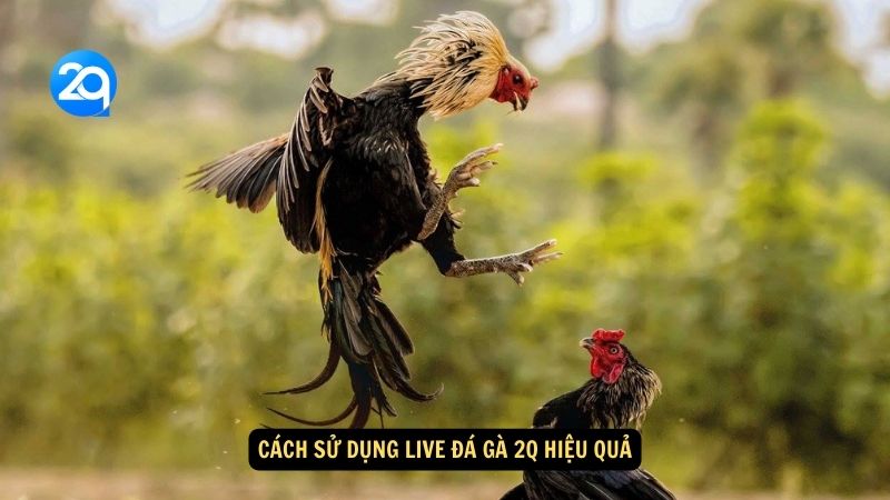 Cách Sử Dụng Live Đá Gà 2q Hiệu Quả