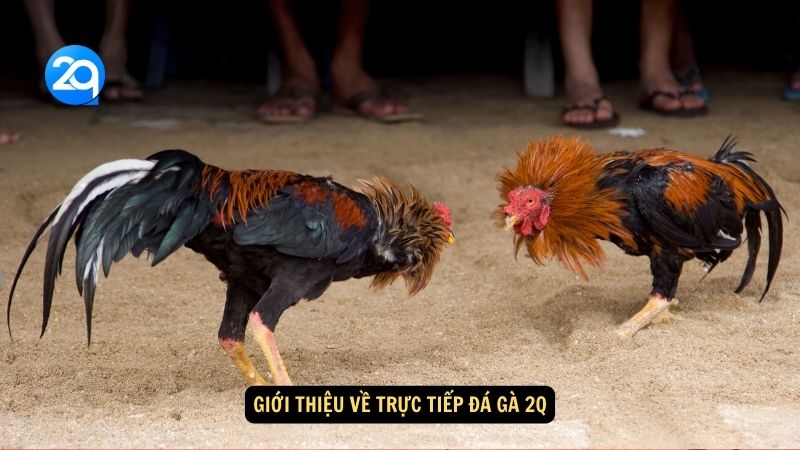 Giới thiệu về trực tiếp đá gà 2q