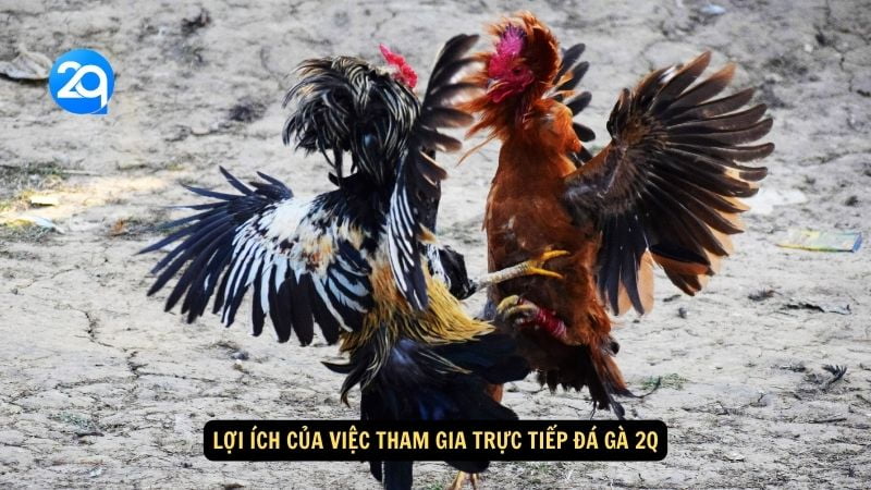 Lợi ích của việc tham gia trực tiếp đá gà 2q