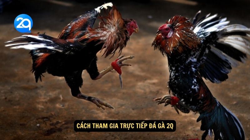 Cách tham gia trực tiếp đá gà 2q